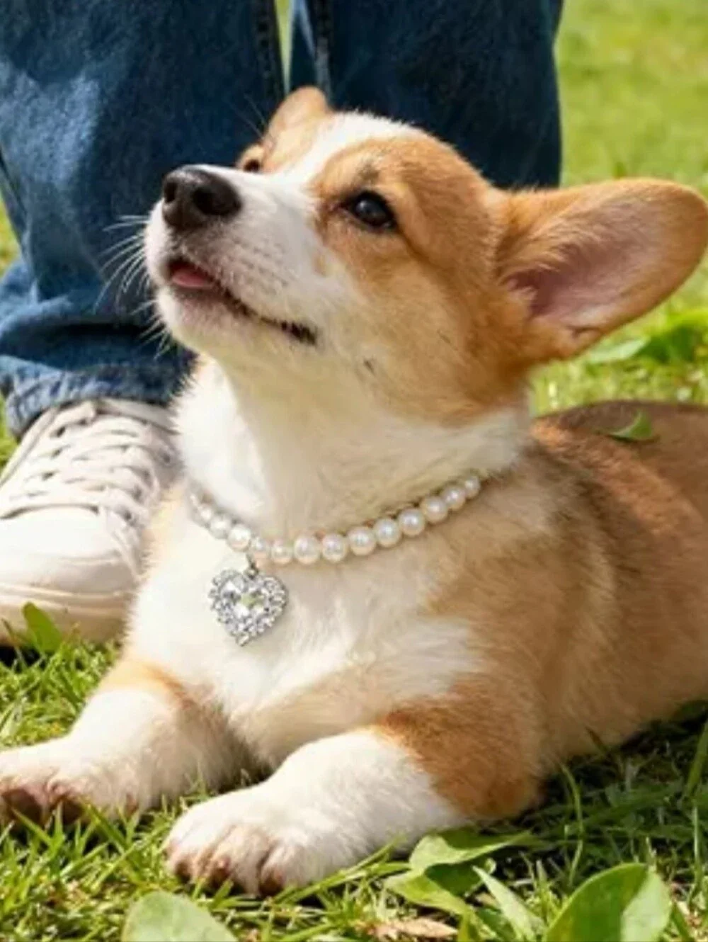 🐱Adjustable glam necklace for a 🐱🐈🐕🐕‍🦺🦮🐈